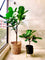 Pollyanna Fiddle Fig Plant - 80cm