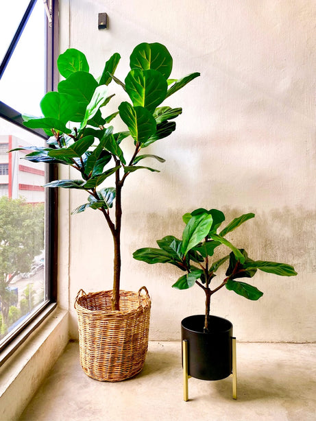 Pollyanna Fiddle Fig Plant - 80cm