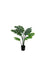 Pollyanna Monstern Leaf Plant - 90cm
