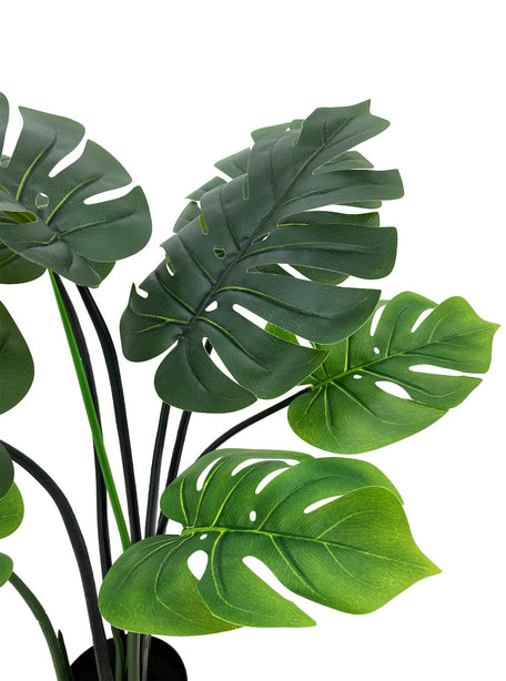 Pollyanna Monstern Leaf Plant - 90cm