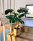 Pollyanna Monstern Leaf Plant - 90cm
