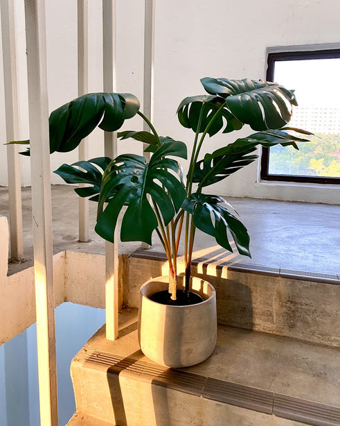 Pollyanna Monstern Leaf Plant - 90cm