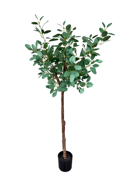 Pollyanna Eucalyptus Gunnii (UV Resistant) - 120cm