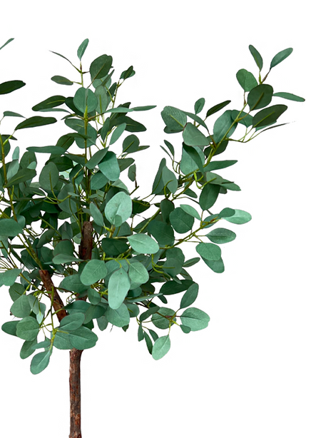 Pollyanna Eucalyptus Gunnii (UV Resistant) - 120cm
