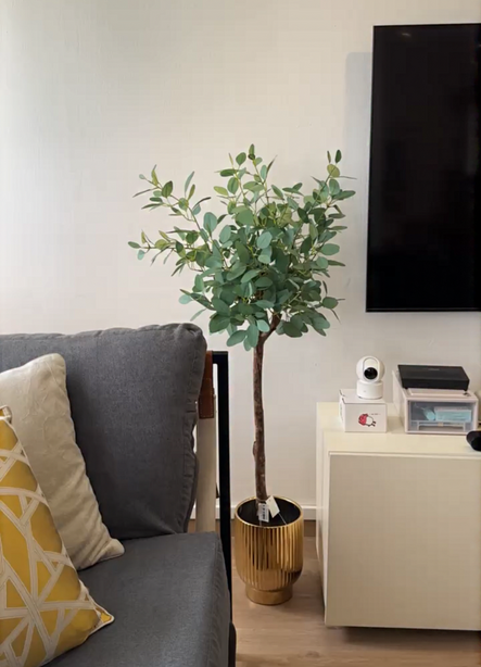 Pollyanna Eucalyptus Gunnii (UV Resistant) - 120cm