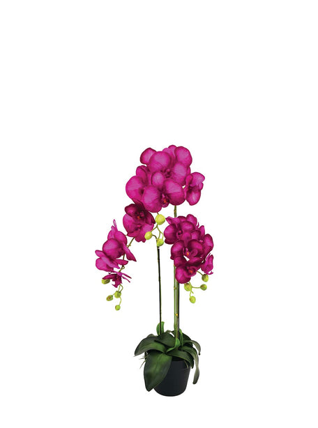 Pollyanna 3 Stalk Phalenopsis Orchid (Fuschia)