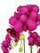 Pollyanna 3 Stalk Phalenopsis Orchid (Fuschia)