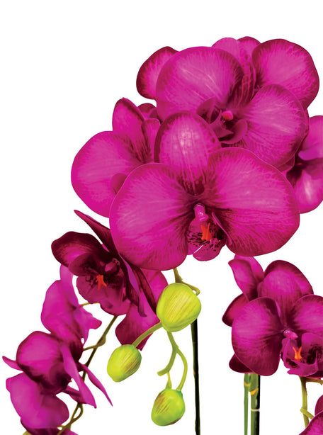 Pollyanna 3 Stalk Phalenopsis Orchid (Fuschia)