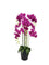 Pollyanna 9 Stalk Phalenopsis Orchid (Fuschia)