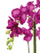 Pollyanna 9 Stalk Phalenopsis Orchid (Fuschia)