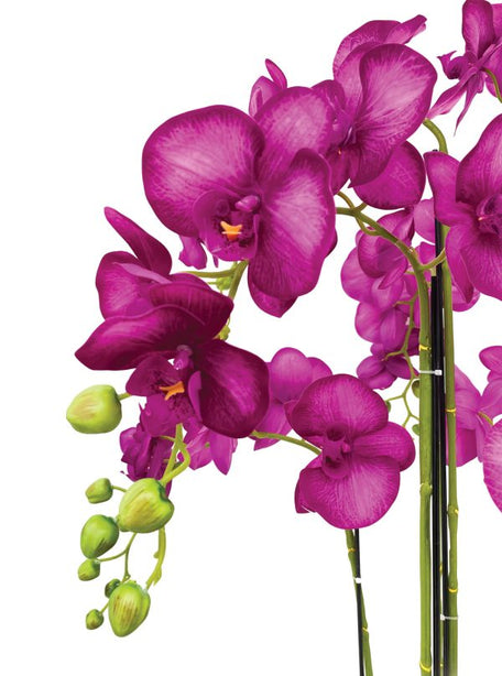 Pollyanna 9 Stalk Phalenopsis Orchid (Fuschia)