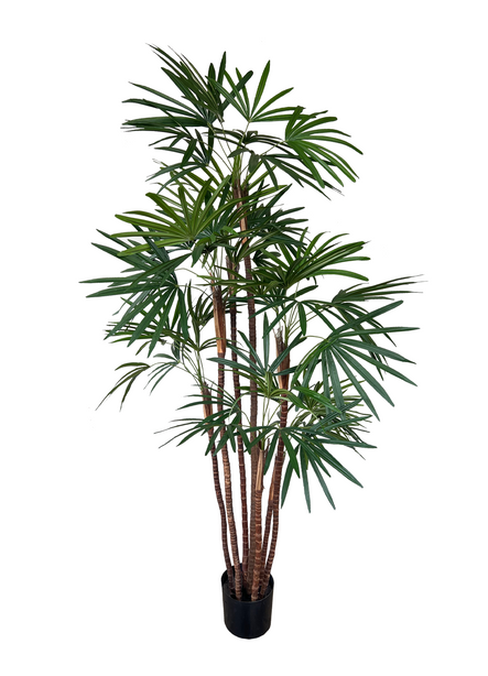 Pollyanna Honey Lady Palm Tree (UV Resistant) -160cm