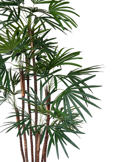 Pollyanna Honey Lady Palm Tree (UV Resistant) -160cm