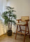 Pollyanna Honey Lady Palm Tree (UV Resistant) -160cm