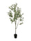 Pollyanna Olive Tree - 180cm