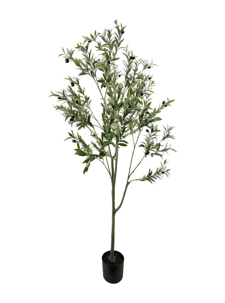 Pollyanna Olive Tree - 180cm