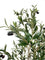 Pollyanna Olive Tree - 180cm