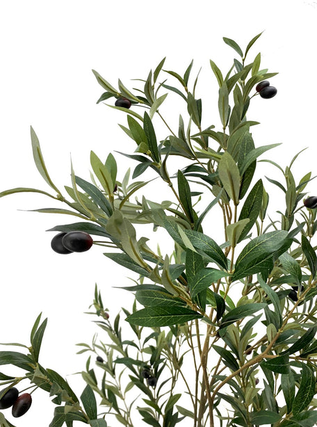 Pollyanna Olive Tree - 180cm