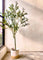 Pollyanna Olive Tree - 180cm