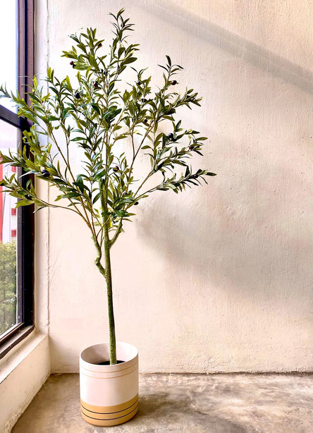 Pollyanna Olive Tree - 180cm