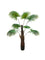 Pollyanna Fan Palm - 160cm