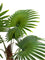 Pollyanna Fan Palm - 160cm