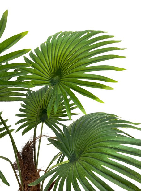 Pollyanna Fan Palm - 160cm