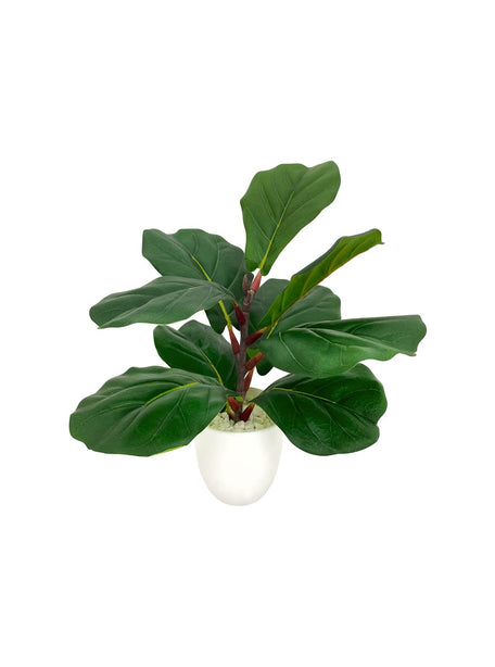 Pollyanna Mini Fiddle Plant