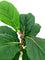 Pollyanna Mini Fiddle Plant