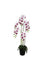 Pollyanna 5 Stalk Phalenopsis Orchid (White & Fuschia)
