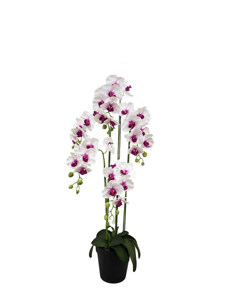 Pollyanna 5 Stalk Phalenopsis Orchid (White & Fuschia)