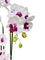Pollyanna 5 Stalk Phalenopsis Orchid (White & Fuschia)