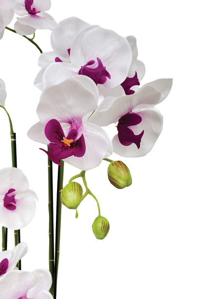 Pollyanna 5 Stalk Phalenopsis Orchid (White & Fuschia)