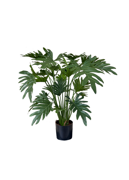 Pollyanna Philodendron Selloum Plant (UV Resistant)