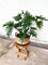 Pollyanna Philodendron Selloum Plant (UV Resistant)