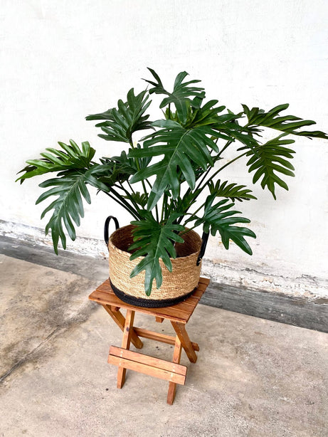 Pollyanna Philodendron Selloum Plant (UV Resistant)