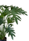 Pollyanna Philodendron Selloum Plant (UV Resistant)