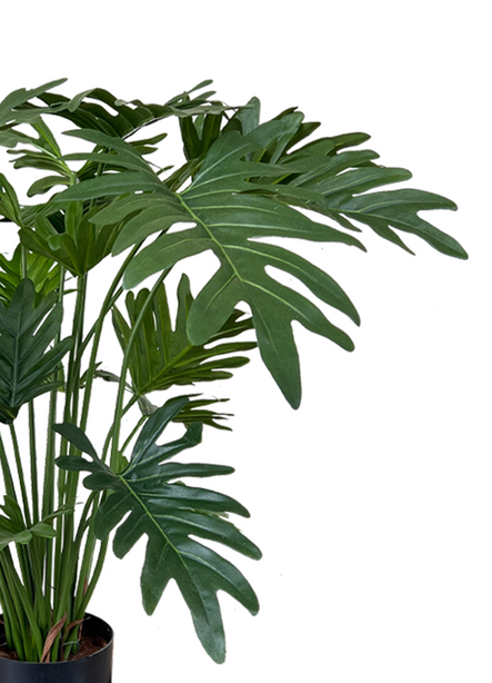 Pollyanna Philodendron Selloum Plant (UV Resistant)