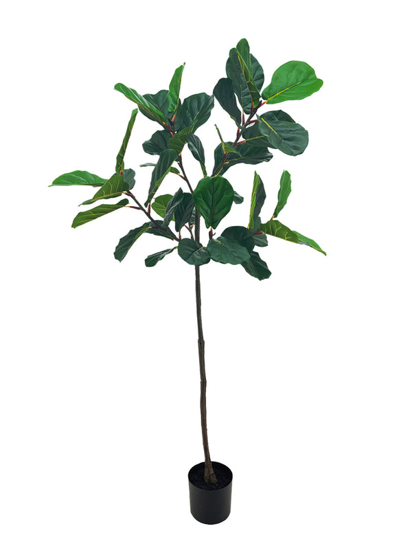 Pollyanna Fiddle Fig Tree - 180cm – Robinsons Singapore