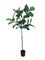 Pollyanna Fiddle Fig Tree - 180cm