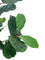 Pollyanna Fiddle Fig Tree - 180cm