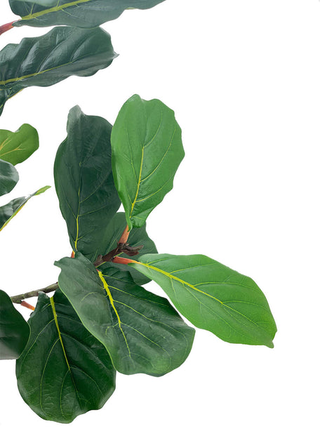 Pollyanna Fiddle Fig Tree - 180cm
