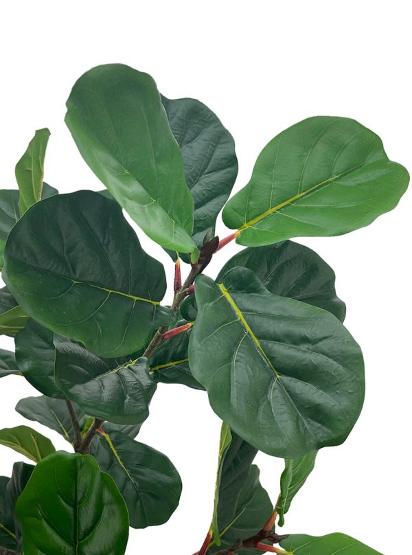 Pollyanna Fiddle Fig Tree - 180cm – Robinsons Singapore