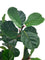 Pollyanna Fiddle Fig Tree - 180cm