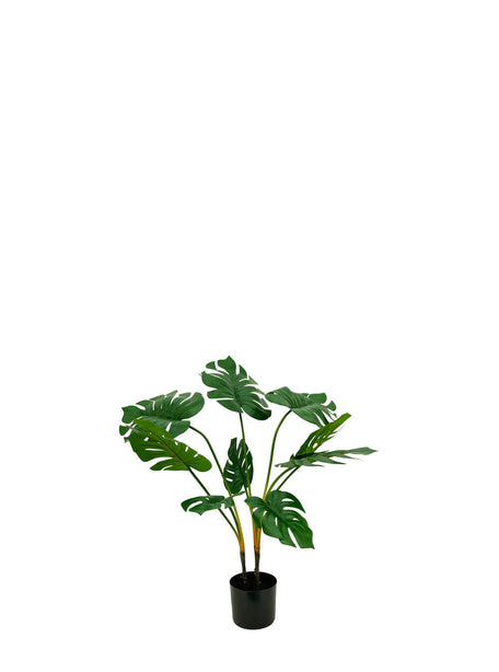 Pollyanna Monstern Leaf Plant - 80cm
