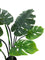 Pollyanna Monstern Leaf Plant - 80cm