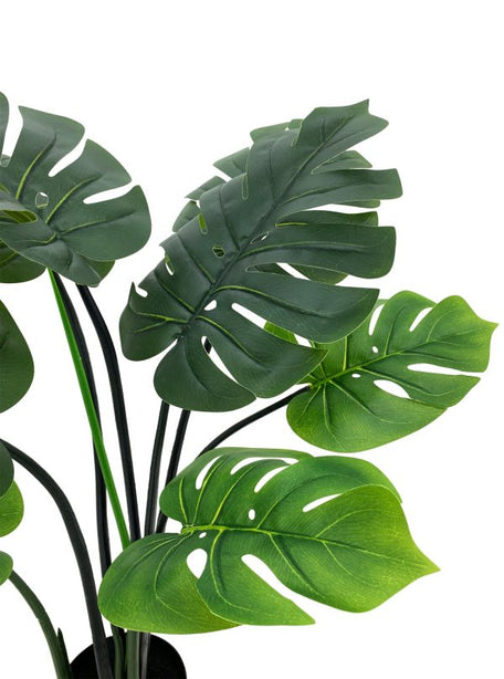 Pollyanna Monstern Leaf Plant - 80cm