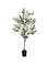 Pollyanna Olive Tree - 150cm