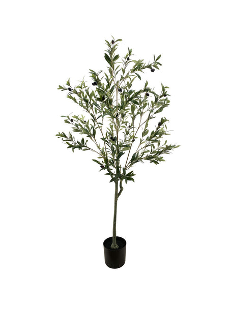 Pollyanna Olive Tree - 150cm