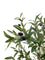 Pollyanna Olive Tree - 150cm